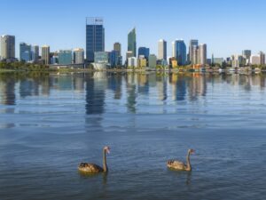 Swan in the river and Perth city on background, Australia