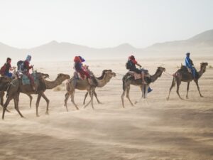 Camels in Morocco