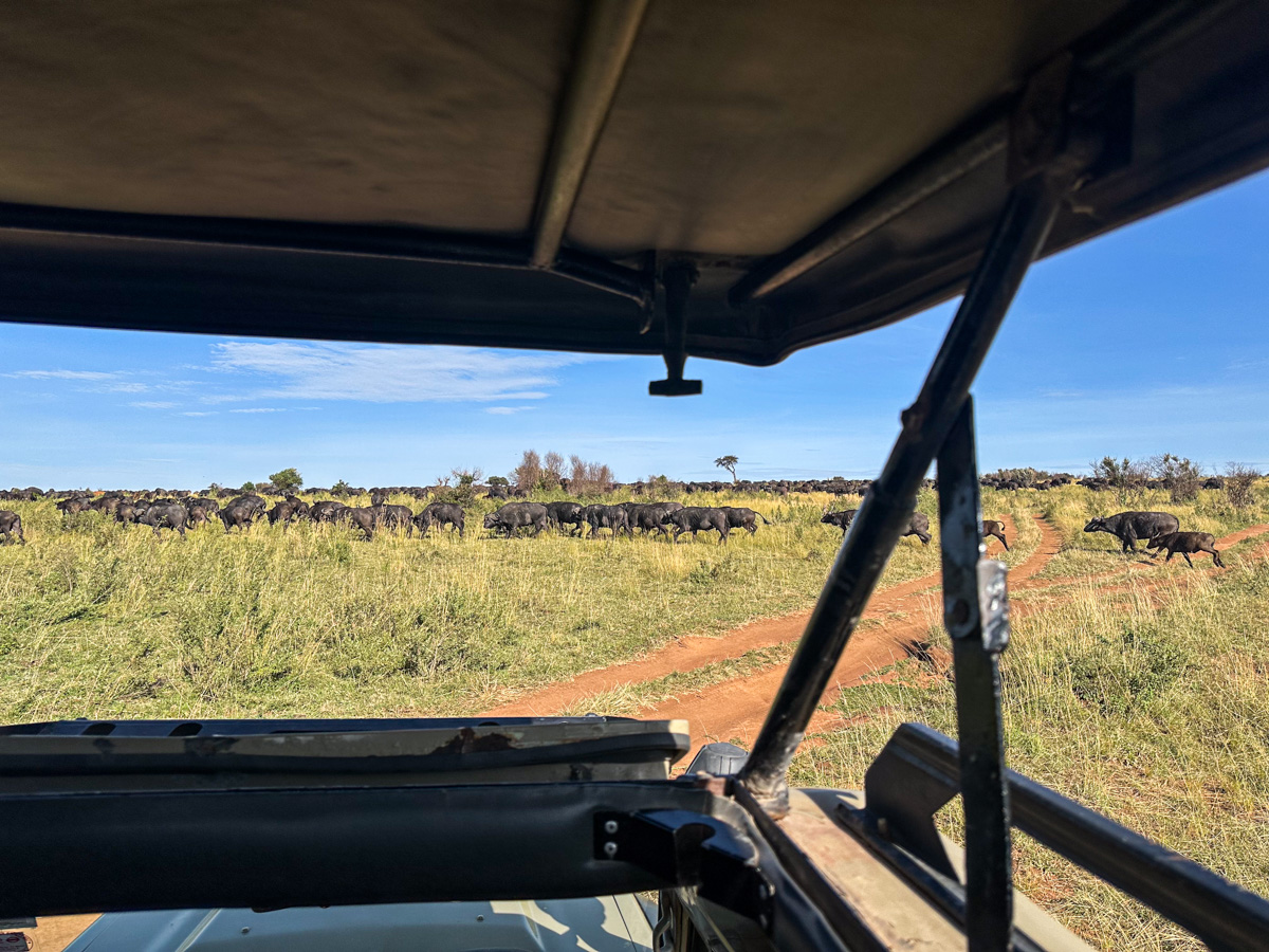 On safari in Maasai Mara, Kenya